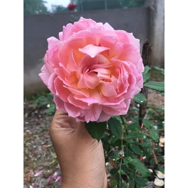 Combo 5 gốc hồng nhập ngoại đã có mầm