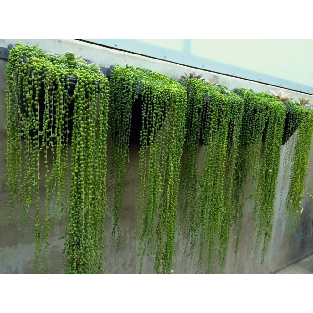 Cây Senecio rowleyanus (String of Pearls) – Chuỗi Ngọc Trai (chậu nhựa treo)