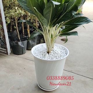Combo 3 chậu Bom số 3, Chậu nhựa siêu đại giả sứ cao cấp dáng bom trồng cây siêu bền, siêu đẹp ạ