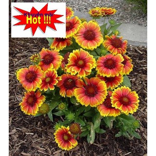 🍀HẠT GIỐNG HOA CÚC LẠC🍀 CÚC MẶT TRỜI MIX HOA LÂU NĂM TẶNG KÍCH MẦM