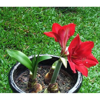 cây hoa huệ đỏ dùng trang trí sân vườn, bàn làm việc, phòng khách...