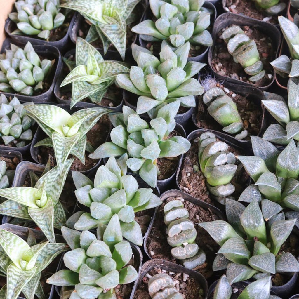 Sen đá Haworthia nhiều loại, size chậu 8cm