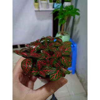 Cây cảnh mini để bàn: cây Cẩm Nhung-Cây May Mắn