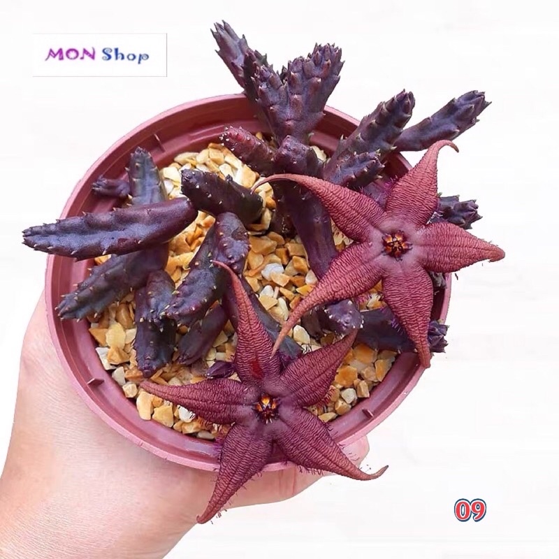 Xương rồng sao biển hoa năm cánh màu nâu đỏ