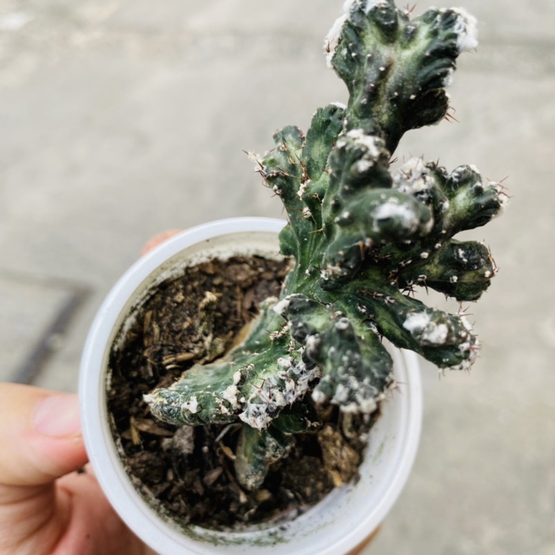 XƯƠNG RỒNG NAI SỪNG TẤM HÙNG DŨNG