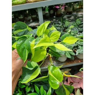Cây Philodendron hederaceum