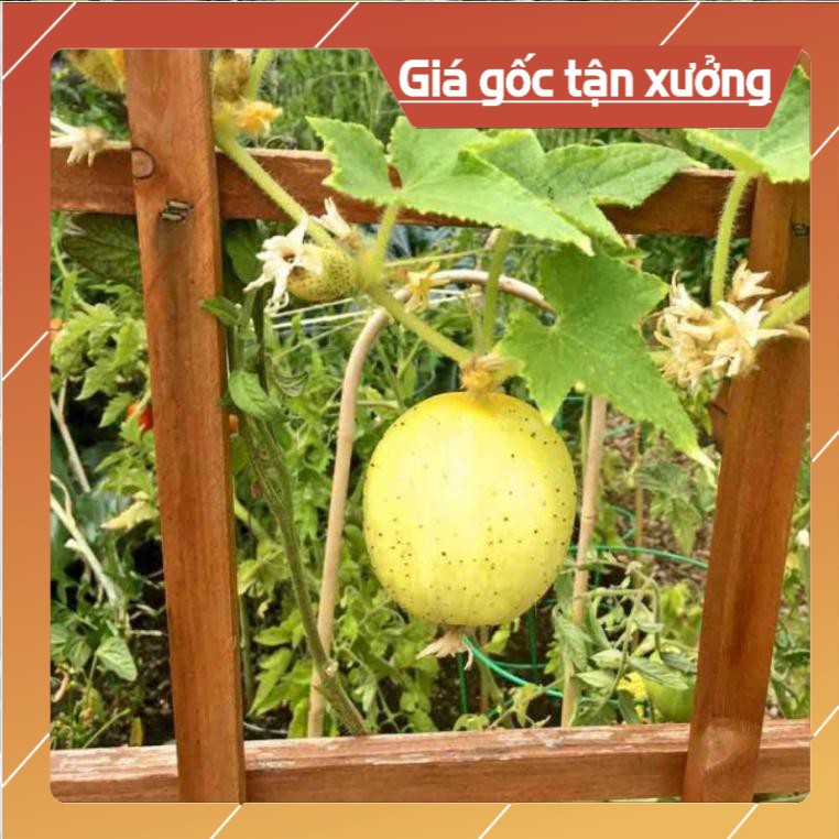 [ Hạt Giống Xịn ]  (NK Mỹ) Hạt giống dưa chuột chanh Lemon - (15 hạt)