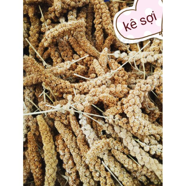 Kê sợi - giúp mượt lông dày lông ( dành cho hamster đuôi mập sóc chim)