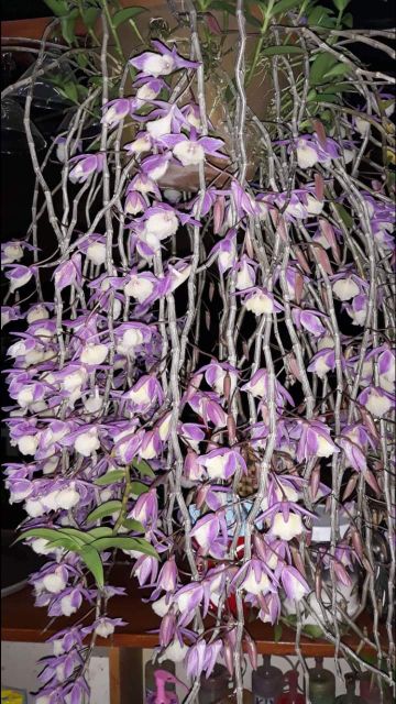 Hạc vĩ thiên cung