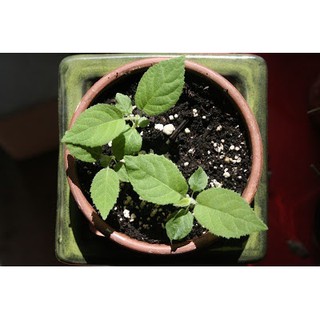 Hạt giống Kiwi 30 hạt