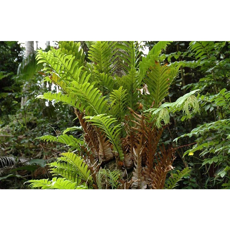 [ Hàng Loại 1 ]Cốt Toái Bổ Khô 1KG (Tắc Kè Đá) thần dược xương khớp