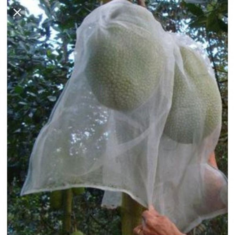 (5, 10, 20 túi) Túi bao mít 50x70cm