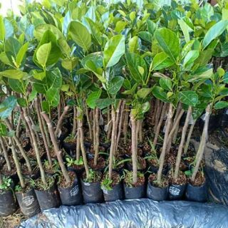 Cây giống mít ruột đỏ sơ đỏ