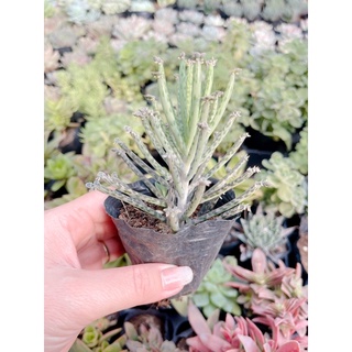 Sen đá thằn lằn size bầu 3-5 cm