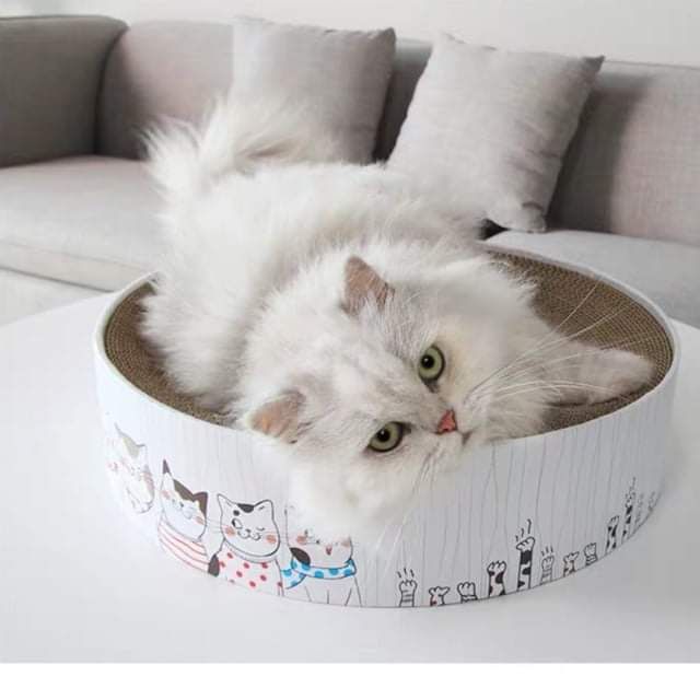 Bàn cào móng tròn size LỚN cho BOSS 😺😺