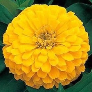 LÁ NHÁM 200k/ 100gram ( 1 lạng ) (khoảng 7.000 hạt)
