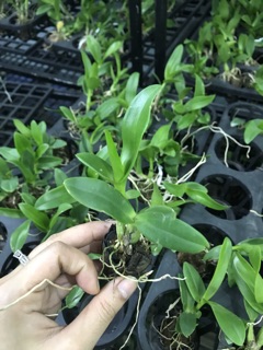 Dendro Hoa Hồng