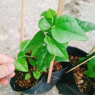 Cây sương sâm trơn (ươm cành rễ ổn định)