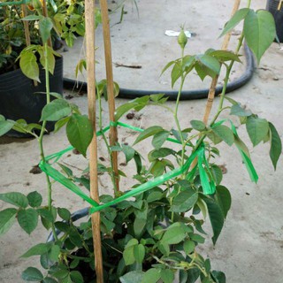 Hoa Hồng thơm tường vy