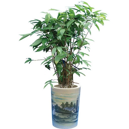 Chậu cây TRÚC NHẬT-Ý TRÍ KIÊN CƯỜNG-MANG LẠI MAY MẮN CHO GIA CHỦ