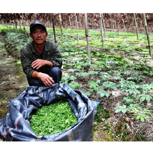 Nụ tam thất BAO TỬ khô 500g