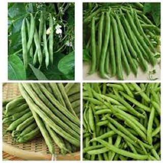 BỘ 3 GÓI HẠT GIỐNG ĐẬU COVE