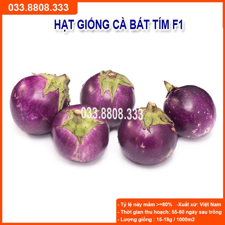 HẠT GIỐNG CÀ BÁT TÍM QUẢ TRÒN - CÀ DỄ TRỒNG TẠI NHÀ