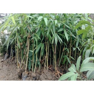 Cây Măng Bát Độ