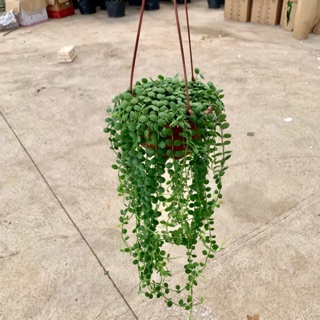[CHẬU TREO] Cây lan nút áo, lan hạt ngọc trồng chậu treo dài 35cm, xanh tươi quanh năm, trồng treo ban công, nội thất