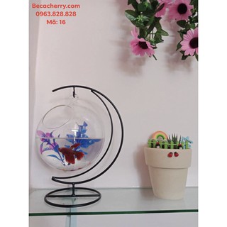 Bể Cá Mini Cung Trăng 16 Cỡ To ( Tặng kèm combo phụ kiện trang trí )