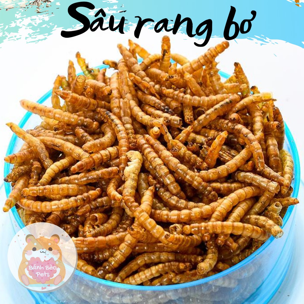 Sâu rang bơ | Thức ăn cho Hamster - size trung