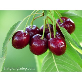 Hạt Giống Cây Anh Đào ( Cherry )