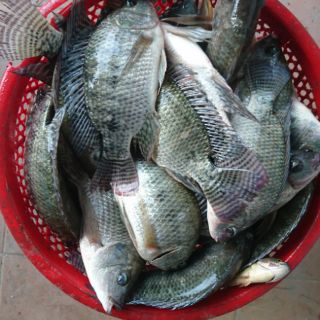 Mồi chuyên câu cá rô phi