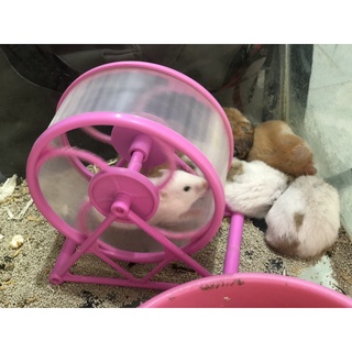 Hamster bear