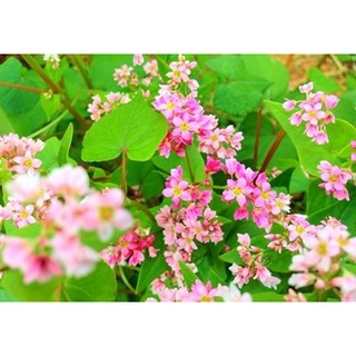 HẠT GIỐNG HOA TAM GIÁC MẠCH
