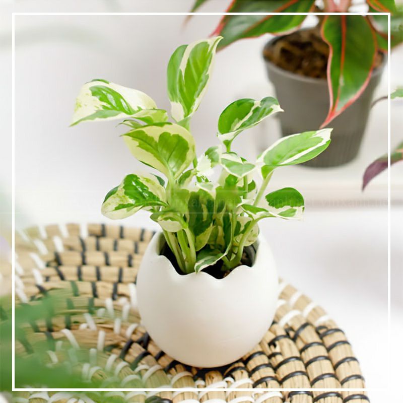 ♡♡ Cây giống Epipremnum aureum Snow Queen (Trầu Bà Snow Queen, Trầu Bà Nữ Hoàng Tuyết)