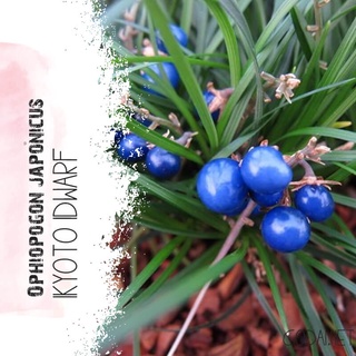 Cây Ophiopogon japonicus Kyoto Dwarf chậu nhựa