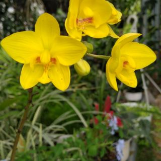 Địa lan chu đỉnh