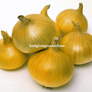 0, 5 GR - HẠT GIỐNG HÀNH TÂY VÀNG