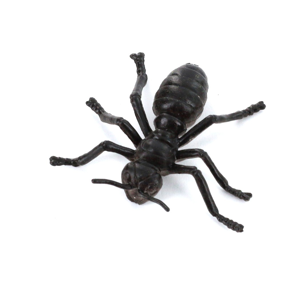 Bộ 25 mô hình côn trùng hỗ trợ việc giảng dạy