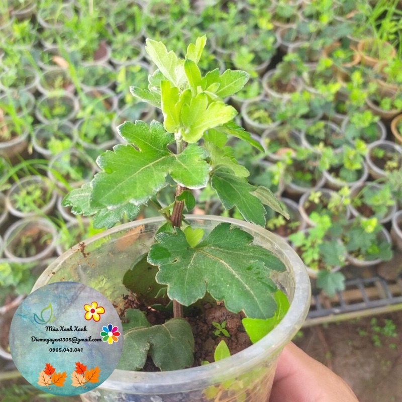 Cúc Cổ Đỏ Sơn La 15k/cây