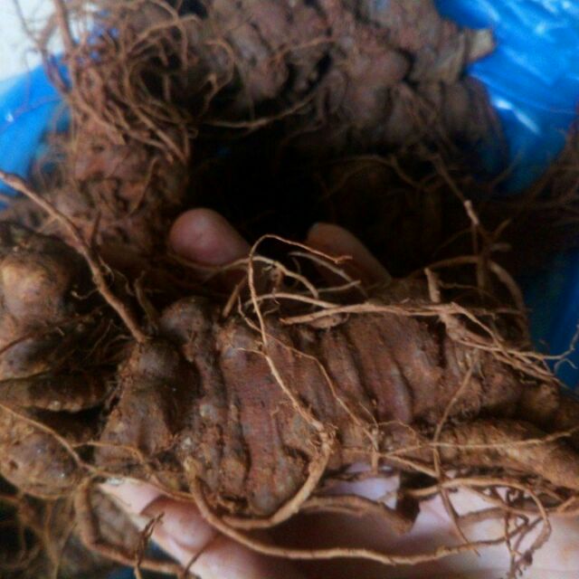 Tam Thất tươi 10 Củ 1kg