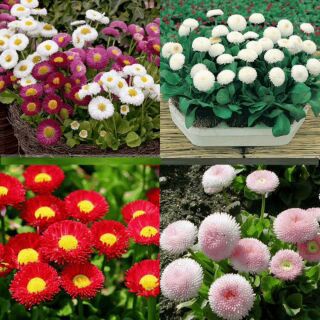 50h Hạt Giống Hoa Cúc Nhật PomPom Mix màu tặng kèm kích mầm thuốc