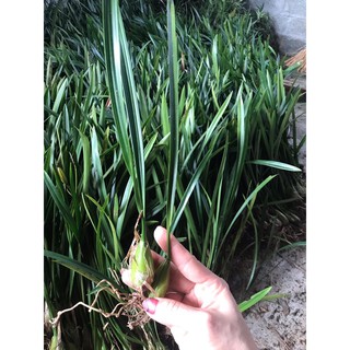 🍀BAO CHẤT🍀Hoa Lan Vũ Nữ Pẻu (10 khóm đủ màu)