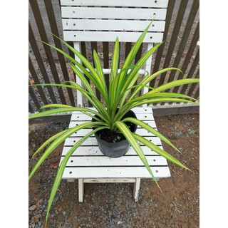 Cây dứa vạn phát trồng nắng (chỉ giao hỏa tốc HCM)