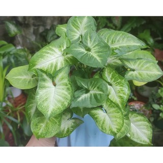 Trầu bà trắng