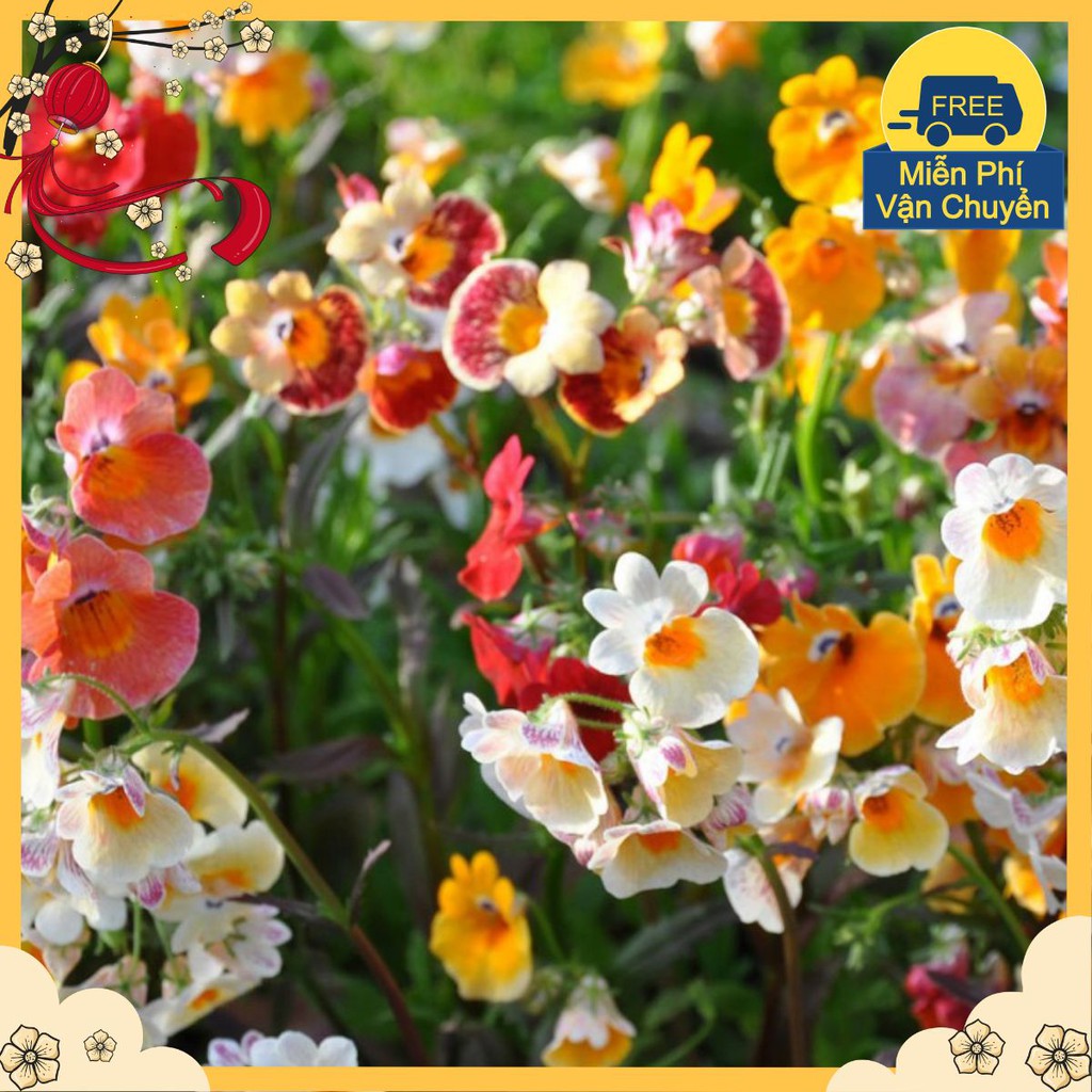 Hạt Giống Hoa Nemesia