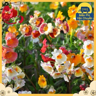 Hạt Giống Hoa Nemesia