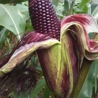 NGÔ NẾP TÍM ĐEN THÁI LAN