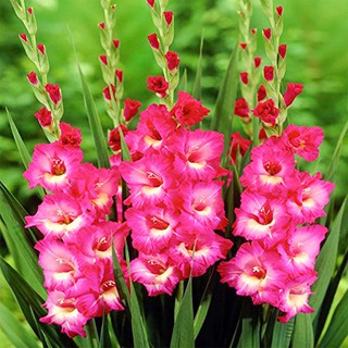 CỦ HOA LAY ƠN MÀU HỒNG 10 CỦ